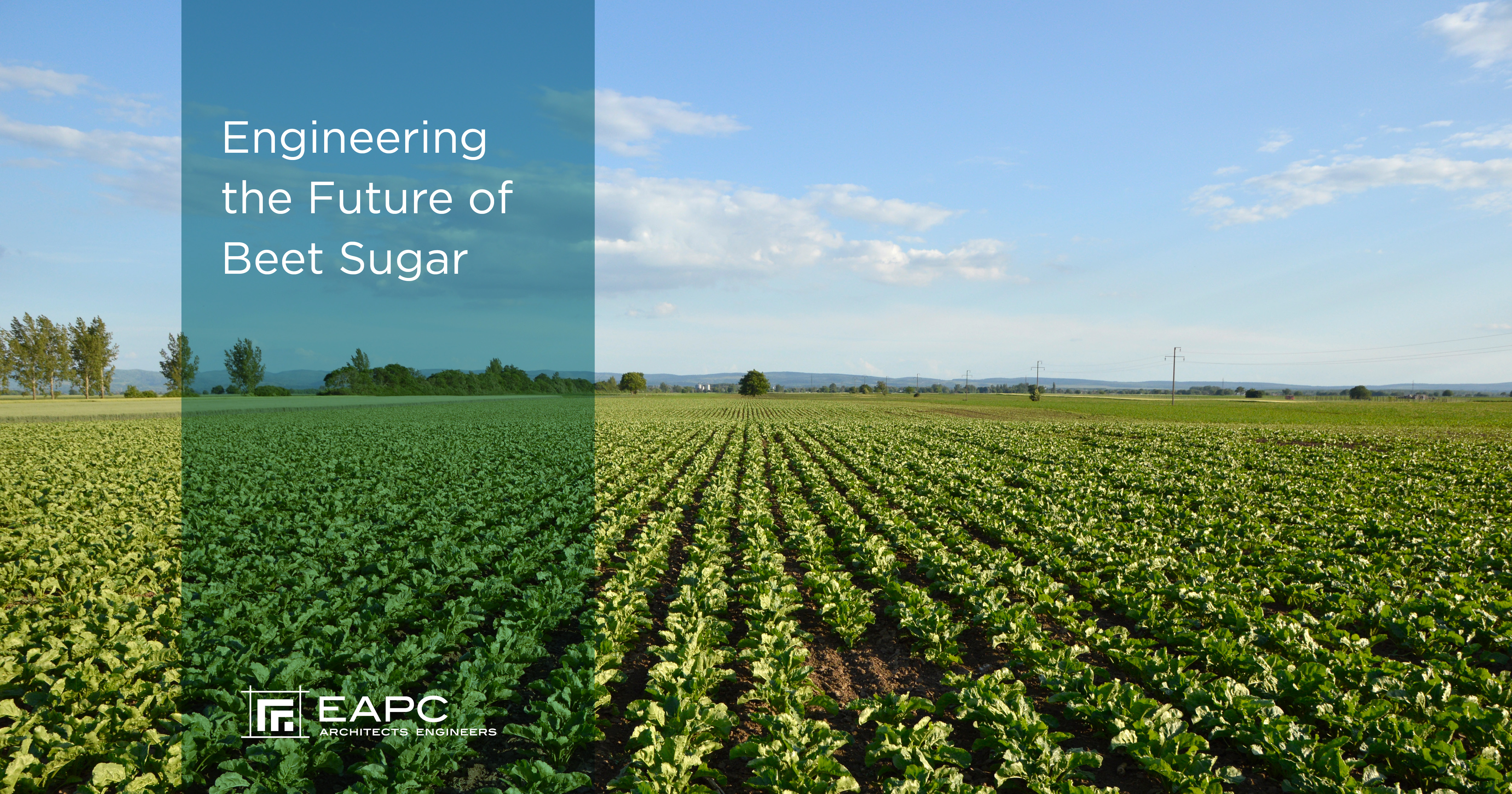 Engineering the Future of Beet Sugar